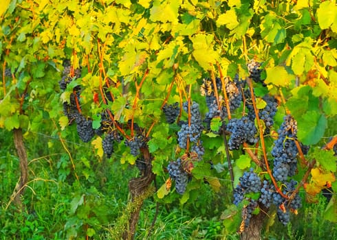 Ripe grapes in the vineyard