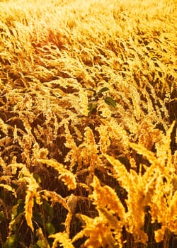 Undulating meadow in the evening