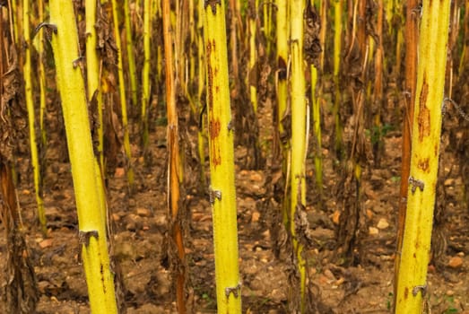 Sunflower Stems Field