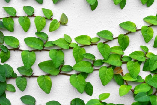 Ivy Background