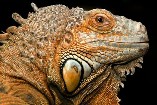 Iguana