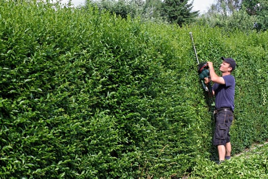 Cutting privet hedge