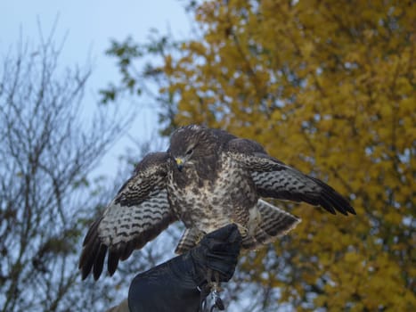 Buzzard - Falconry
