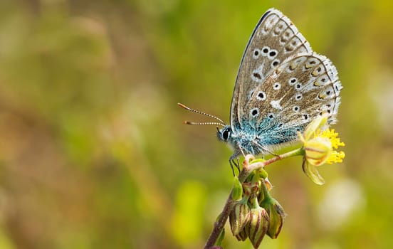 Sky blue blue on spring fingerwort