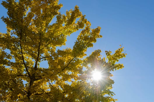 sun through the leaves of a yellow tree in autumn