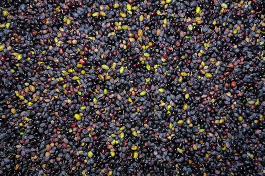 background of green and black olives in a mill