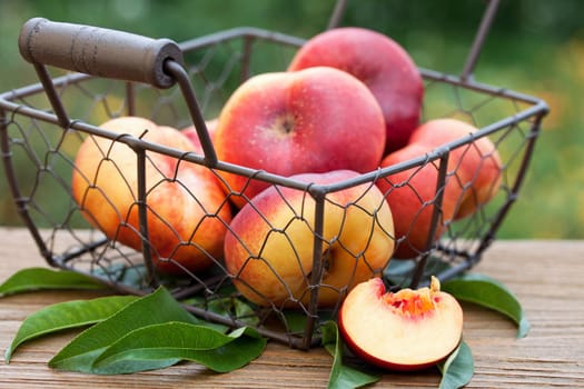 Freshly picked mountain nectarines