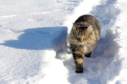 A walk through the snow