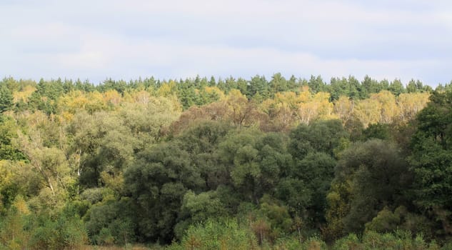 Autumn forest