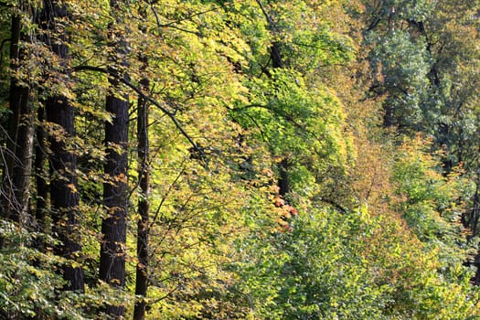 Autumn forest
