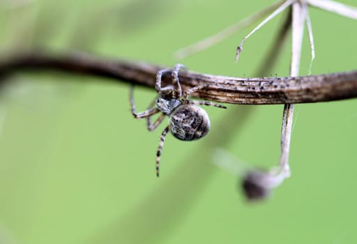 Small spider krestovik