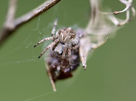 Small spider krestovik