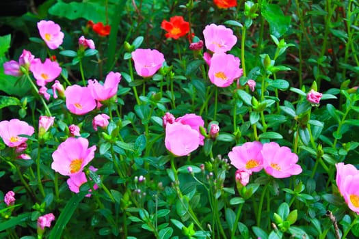 Portulaca flowers, Flowers commonly found in Thailand