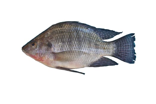 Oreochromis niloticus  Freshwater fishes of Thailand
