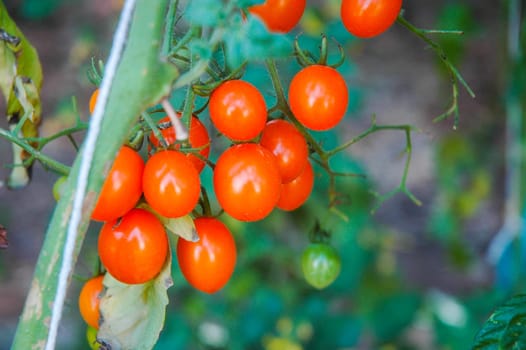 Small tomatoes in the farm in the country of Thailand.