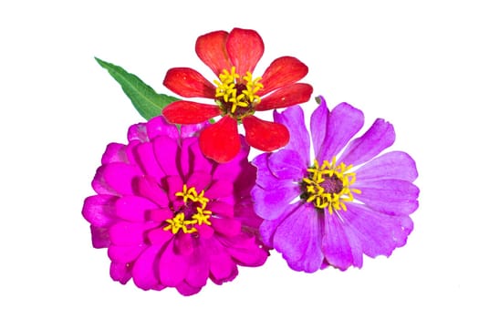 Zinnia flower isolated on a white background