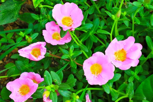 Portulaca flowers, Flowers commonly found in Thailand