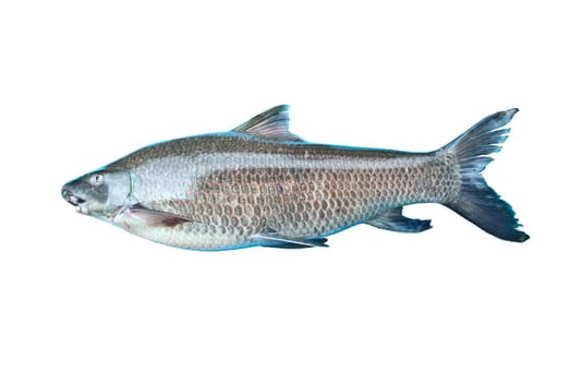 Labeo dyocheilus   .Freshwater fishes of Thailand
