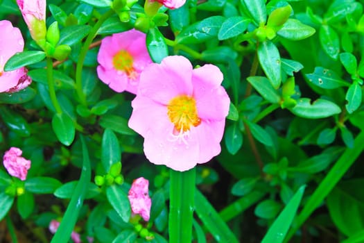 Portulaca flowers, Flowers commonly found in Thailand