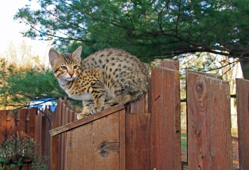 A spotted gold colored domestic Serval Savannah kitten on a wooden fence with green eyes.