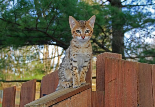 A spotted gold colored domestic Serval Savannah kitten on a wooden fence with green eyes.
