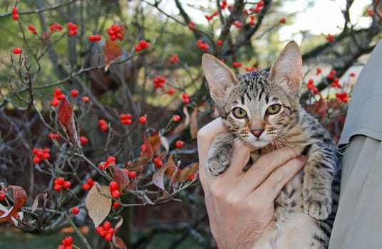 A spotted gold colored domestic Serval Savannah kitten on a wooden fence with green eyes.