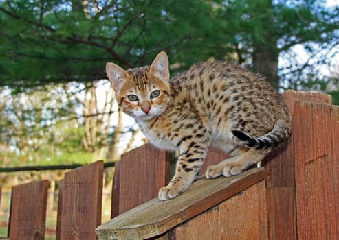 A spotted gold colored domestic Serval Savannah kitten on a wooden fence with green eyes.