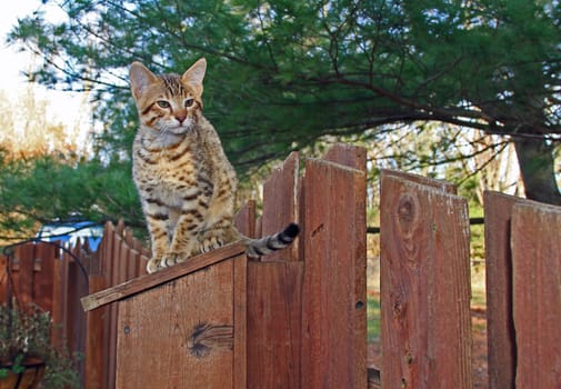 A spotted gold colored domestic Serval Savannah kitten on a wooden fence with green eyes.