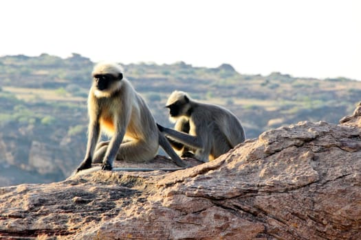 Candid shot of monkey picking lice from the body of its companion