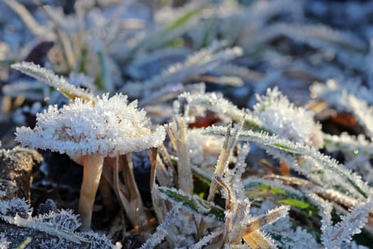 Mushroom with hoarfrost on the Dörnberg