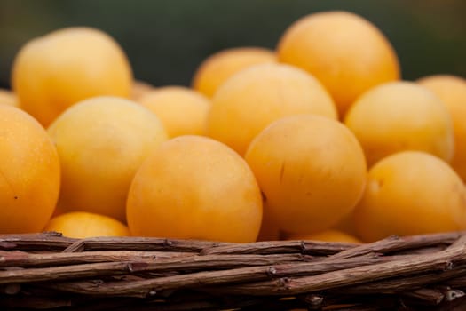 Freshly picked mirabelle plums