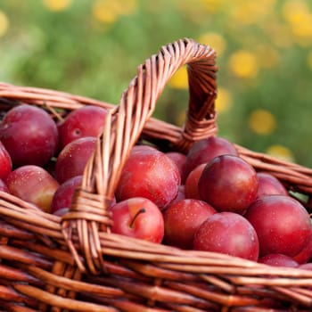 Basket full of mirabelle plums