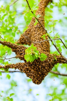 Honey bee swarm hanging on a tree brunch