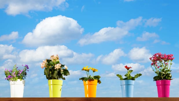 Various plants in colorful pots against sky background