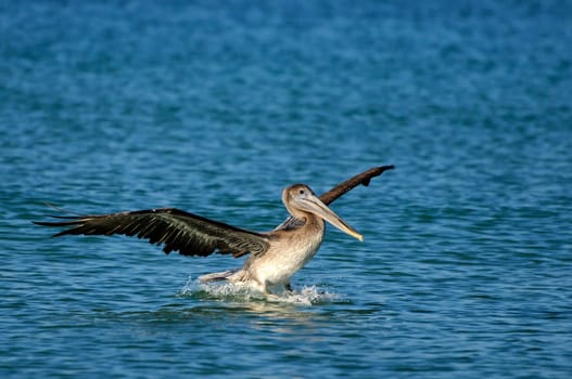 Landing brown pelican