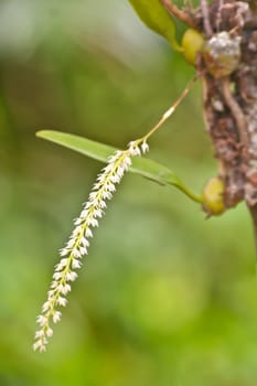 Bulbophyllum parviflorum Rare species wild orchids in forest of Thailand, This was shoot in the wild nature