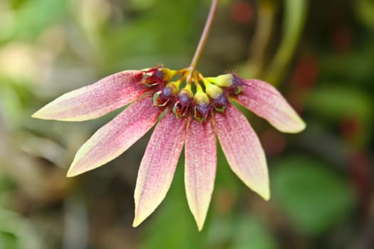 Bulbophyllum flabellum-veneris Rare species wild orchids in forest of Thailand, This was shoot in the wild nature