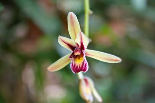 Cymbidium aloifolium Rare species wild orchids in forest of Thailand, This was shoot in the wild nature