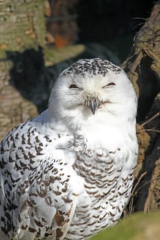 Snowy owl