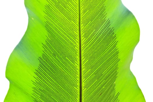 Bird's nest fern leaf texture