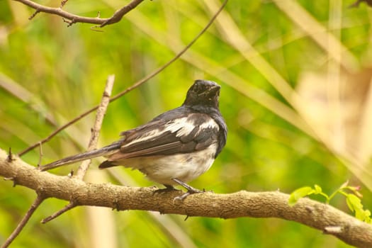 Oriental Magpie Robin in action