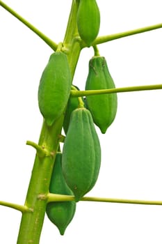 Papaya on the tree