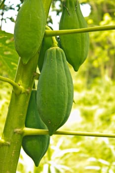 Papaya on the tree