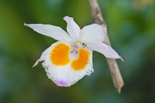 Dendrobium devonianum Rare species wild orchids in forest of Thailand, This was shoot in the wild nature