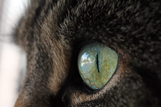 Close-up of a cat's eye