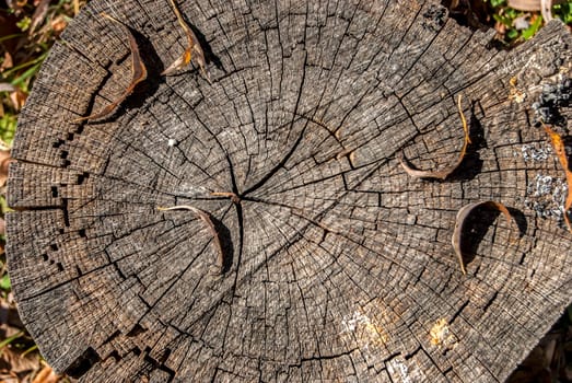 Old weathered grey tree trunk as background
