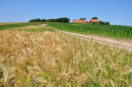 Agriculture