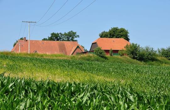 Cornfield