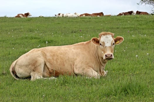 Resting young cow on the Dörnberg