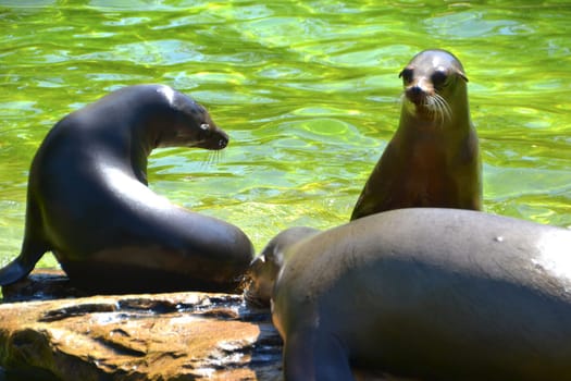 three sea lions
